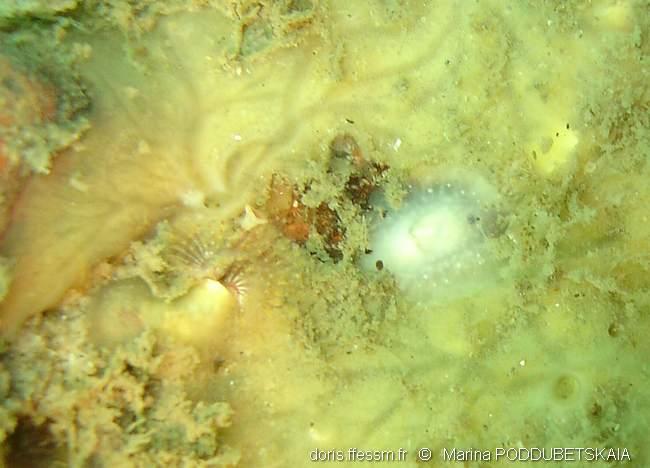 Cadlina_pellucida-mp1