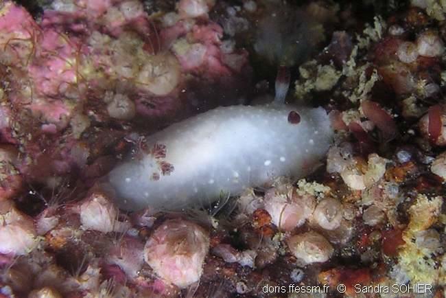 Cadlina_pellucida-sas1