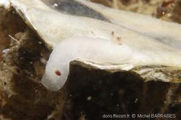 Cadlina_pellucida_mb1