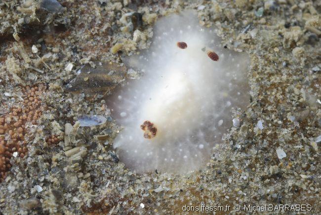 Cadlina_pellucida_mb3