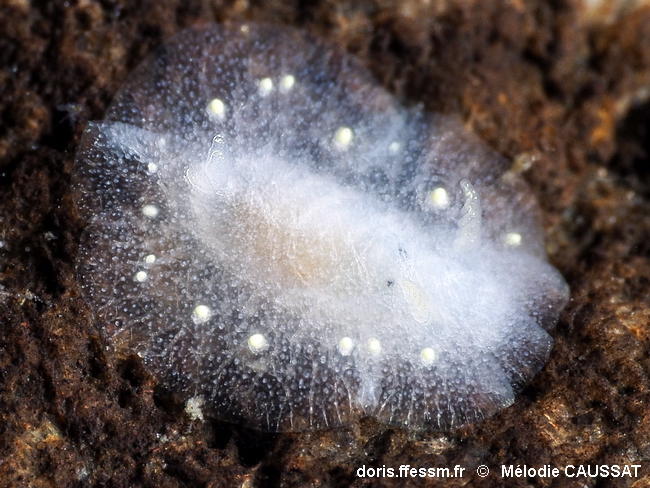 Cadlina_rumia-meca002