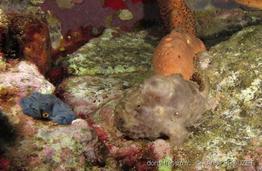 antennarius_multiocellatus_apr2