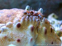 calappa_granulata-fa5