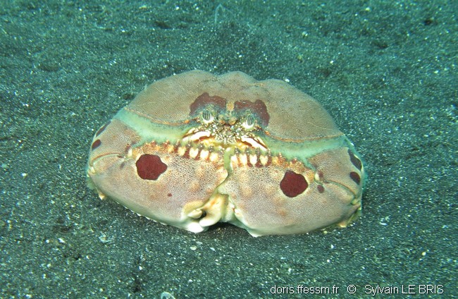 Crabe honteux à lunettes