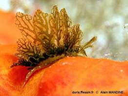 Caliphylla_mediterranea-alma001