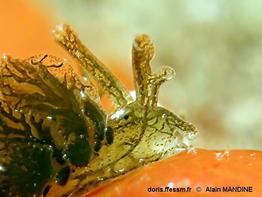 Caliphylla_mediterranea-alma002