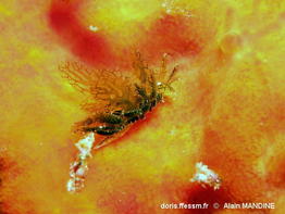 Caliphylla_mediterranea-alma003