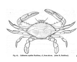 callinectes_sapidus-rdda01