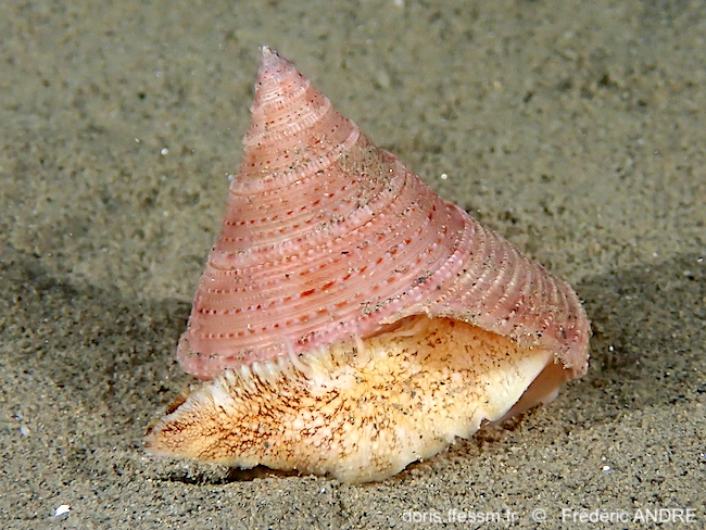 Calliostome granuleux