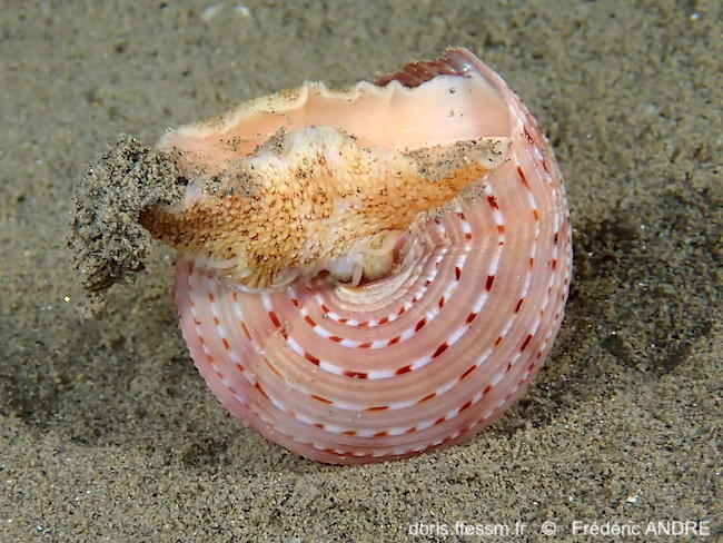 Calliostoma_granulatum-fran34