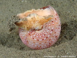 Calliostoma_granulatum-fran34