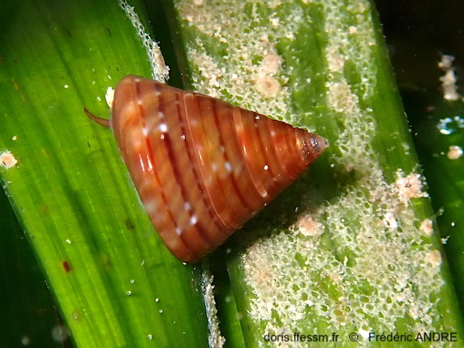 Calliostoma_laugeri-fran34