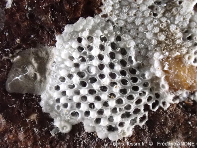 Callopora_dumerilii-fran119