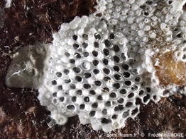 Callopora_dumerilii-fran119