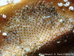 Callopora_dumerilii-pico82