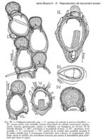 Callopora_dumerilii-Prenant&Bobin1966