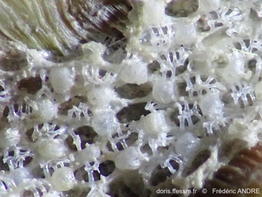 Callopora_rylandi-fran33