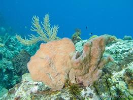 callyspongia_aculeata-apr10