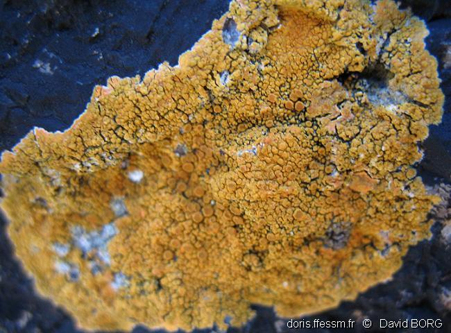 Lichen encroûtant orange
