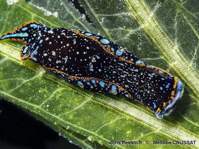 Camachoaglaja_berolina-meca001