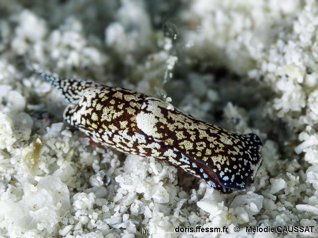 Camachoaglaja_mariagordae-meca001