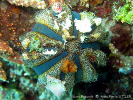 mespilia_globulus-aps1