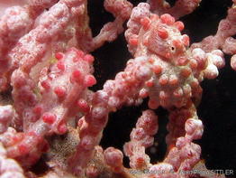 hippocampus_bargibanti-aps661