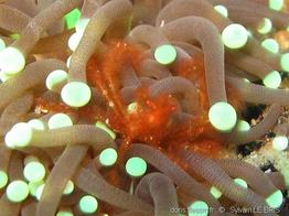 achaeus_japonicus-slb2