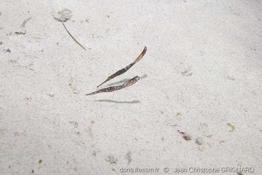 solenostomus_cyanopterus-jcg1
