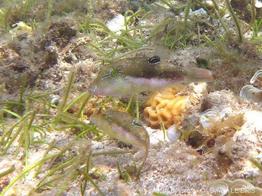 canthigaster_bennetti-slb2