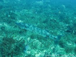 sphyraena_barracuda-slb3