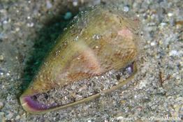 conus_mediterraneus_vm3
