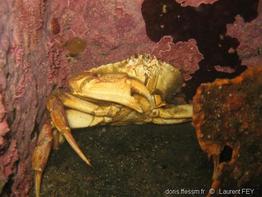 Cancer_irroatus-lf0401