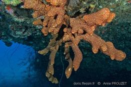 agelas_conifera_ap2