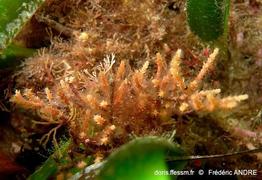 margaretta_cereoides-fa23