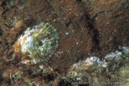 patella_caerulea-4
