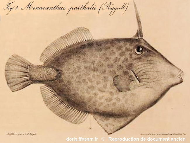 Cantherhines_pardalis-130ancien
