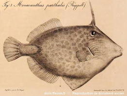 Cantherhines_pardalis-130ancien