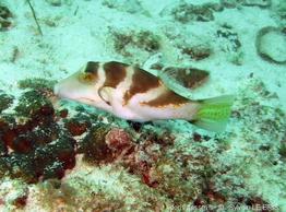 canthigaster_axiologus-slb1