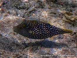 Canthigaster_natalensis-jobr001