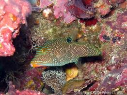 canthigaster_papua-sl1