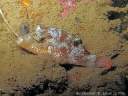 canthigaster_petersii-slb3