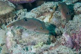 canthigaster_petersii-vl2