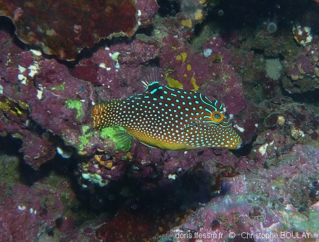 Canthigaster tacheté du Pacifique