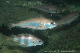 Trisopterus_minutus_VM3