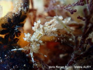 Capellinia-doriae_ma1