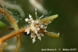 Capellinia-doriae_ma2