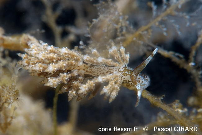 Capellinia-doriae_pg1
