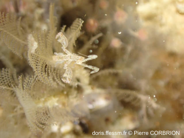 caprella_acanthifera-pc01
