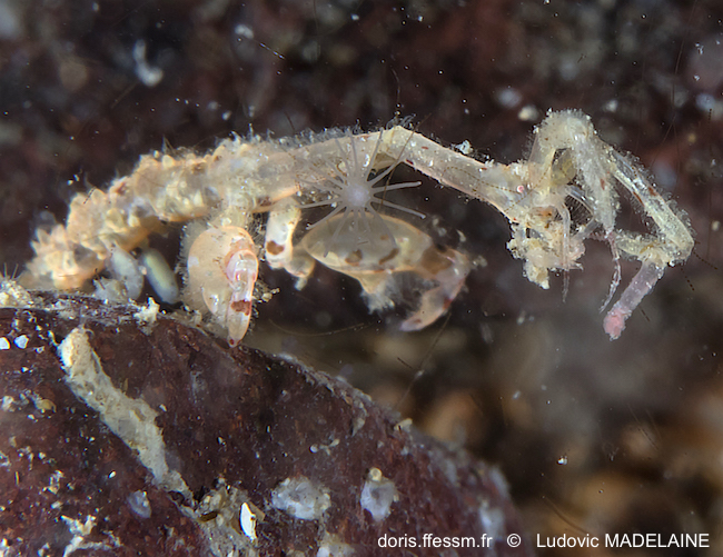 Caprelle japonaise